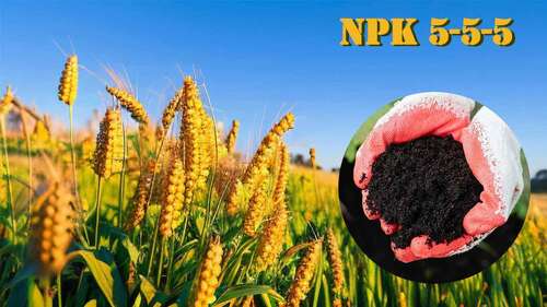 Últimas notícias da empresa sobre O guia definitivo do NPK 5-5-5 fertilizante orgânico